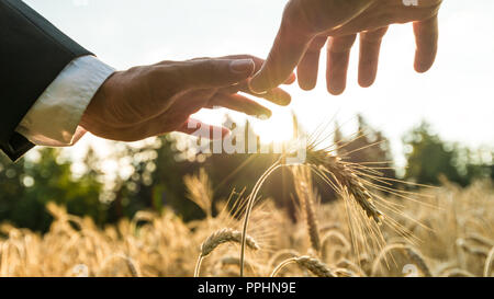 Nahaufnahme des Kaufmanns holding Schützende Hände über Reifung goldene Weizen Ohren wachsen im Sommer Feld leuchtet am Abend die Sonne. Stockfoto