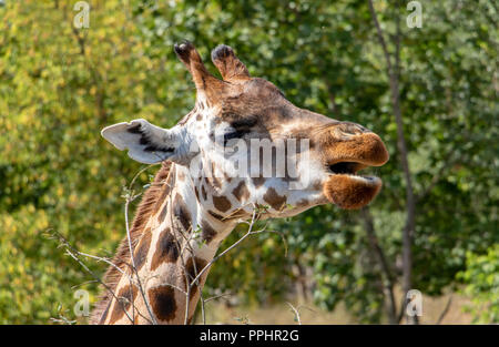 Das Porträt von Rothschild Giraffe (Giraffa Camelopardalis victoriae). Stockfoto