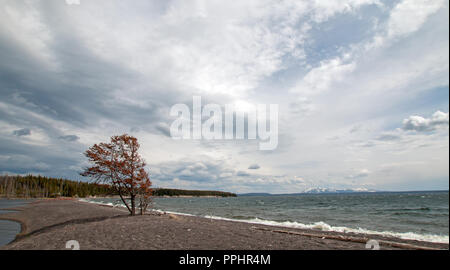 Einsamer Baum auf der Halbinsel von Sand genannt harte Straße am Ufer des Yellowstone Lake im Yellowstone National Park in Wyoming United States zu folgen Stockfoto