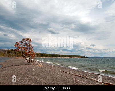 Einsamer Baum auf dünnen Halbinsel sand genannt harte Straße am Ufer des Yellowstone Lake im Yellowstone National Park in Wyoming United States zu folgen Stockfoto