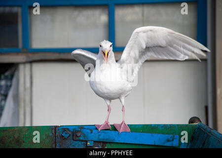 Möwen schreien Verbreitung Flügel auf Metallbehälter Stockfoto