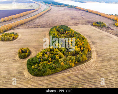 Ein Blick von Oben im Herbst Wald Wälder und einen Bauernhof Feld in den Wald. Die Ernte auf ein Weizenfeld. Russland Altai Region. Draufsicht auf die kleinen Inseln der Wald im Feld. Stockfoto