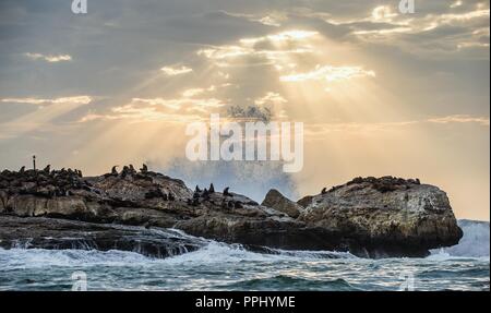 Seascape. Die Kolonie von Dichtungen auf der Insel. Die Strahlen der Sonne durch die Wolken in der Dämmerung Himmel, die Wellen, das mit dem Spray auf den Felsen brechen. Stockfoto