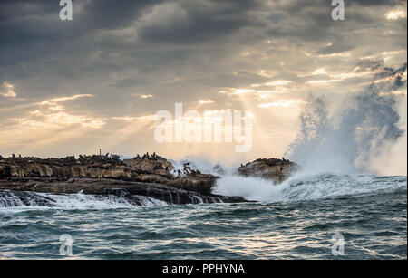 Seascape. Die Kolonie von Dichtungen auf der Insel. Die Strahlen der Sonne durch die Wolken in der Dämmerung Himmel, die Wellen, das mit dem Spray auf den Felsen brechen. Stockfoto