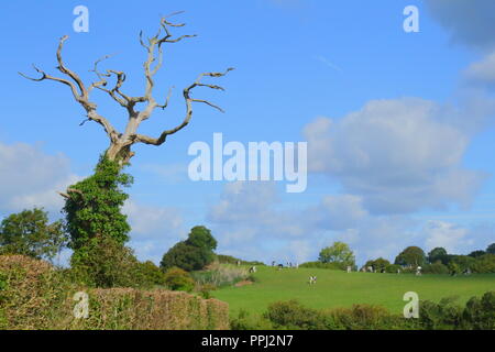 Toter Baum auf dem Ackerland in Ax Tal, Devon Stockfoto