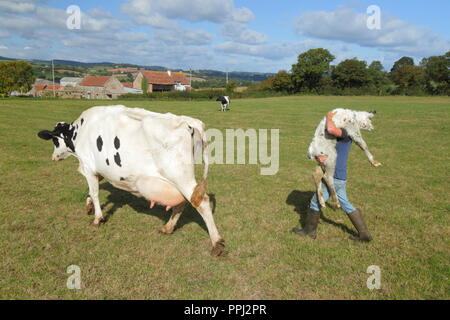 Bauer Holding neugeborenes Kalb in das Feld in der East Devon Stockfoto