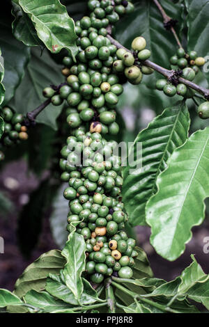 Kaffeebohnen reifen auf Pflanze Stockfoto