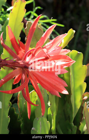 Nahaufnahme von Epiphyllum ackermannii oder Rote Orchidee Kakteen Epiphyllum oder als bekannt Stockfoto