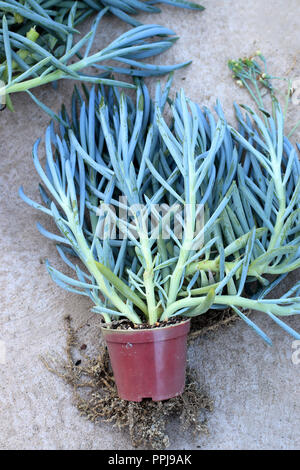 Blue Chalk Sticks saftig oder bekannt als Senecio Mandraliscae, blaue Finger Sukkulenten Stockfoto