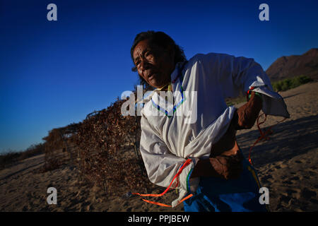 Francisco Barnett, Schamane der Seri ethnische Gruppe, als "El Chapo in der Comcaa Nation, Punta Chueca in der Sonora Wüste von Mexiko bereichert. Ritual, ein Stockfoto