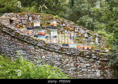 Bienenstöcke. Traditionelle Steinmauer Struktur gegen die Bären. Muniellos, Asturien, Spanien Stockfoto