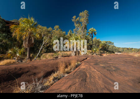 Livistona Mariae, Rotkohl Palm, Palm Valley, MacDonnell Ranges, Nothern Territory, Australien Stockfoto