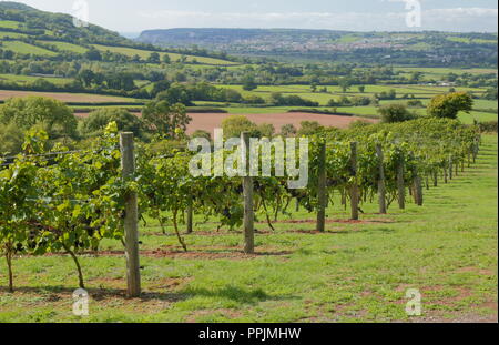 Castlewood Weinberg in Ax Tal, Devon vor der Ernte Stockfoto