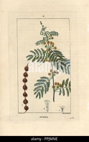 Gummi arabicum Baum oder ägyptischen Akazie, Acacia nilotica Aegyptiaca. Papierkörbe Walze Kupferstich von Goulet aus einer Zeichnung von Pierre Jean-Francois Turpin von Chaumeton, Poiret et Chamberet "La Flore Medicale", Paris, Panckoucke, 1830. Turpin (17751840) war eine der drei Giganten der Französischen botanische kunst der Ära neben Pierre Joseph Redoute und Pancrace Bessa. Stockfoto