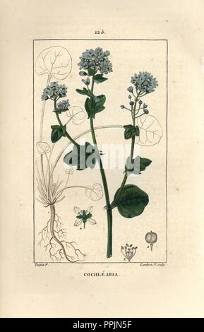 Gemeinsame scurvygrass, Cochlearia officinalis. Papierkörbe Walze Kupferstich von Lambert Junior aus einer Zeichnung von Pierre Jean-Francois Turpin von Chaumeton, Poiret et Chamberet "La Flore Medicale", Paris, Panckoucke, 1830. Turpin (17751840) war eine der drei Giganten der Französischen botanische kunst der Ära neben Pierre Joseph Redoute und Pancrace Bessa. Stockfoto