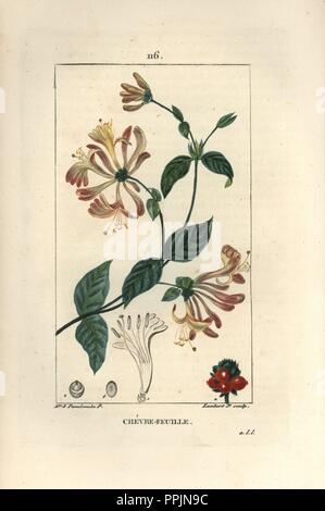 Honeysuckle, Lonicera periclymenum. Papierkörbe Walze Kupferstich von Lambert Junior aus einer Zeichnung von Madame Ernestine Panckoucke aus Chaumeton, Poiret et Chamberet "La Flore Medicale", Paris, Panckoucke, 1830. Anne-Ernestine Panckoucke (1784-1860) war ein begabter Schüler von Pierre-Joseph Redoute und Frau des Herausgebers Panckoucke. Stockfoto