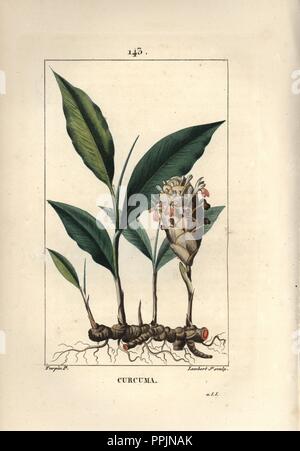 Gelbwurz, Curcuma longa, Blume, Blatt, Rhizom Wurzeln. Papierkörbe Walze Kupferstich von Lambert Junior aus einer Zeichnung von Pierre Jean-Francois Turpin von Chaumeton, Poiret et Chamberet "La Flore Medicale", Paris, Panckoucke, 1830. Turpin (17751840) war eine der drei Giganten der Französischen botanische kunst der Ära neben Pierre Joseph Redoute und Pancrace Bessa. Stockfoto