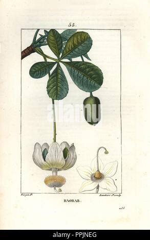 Afrikanische Affenbrotbaum, Adansonia digitata, Blumen, Blätter und Früchte. Papierkörbe Walze Kupferstich von Lambert Junior aus einer Zeichnung von Pierre Jean-Francois Turpin von Chaumeton, Poiret et Chamberet "La Flore Medicale", Paris, Panckoucke, 1830. Turpin (17751840) war eine der drei Giganten der Französischen botanische kunst der Ära neben Pierre Joseph Redoute und Pancrace Bessa. Stockfoto