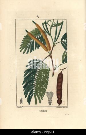 Catechu oder ein, Acacia catechu. Papierkörbe Walze Kupferstich von Lambert Junior aus einer Zeichnung von Pierre Jean-Francois Turpin von Chaumeton, Poiret et Chamberet "La Flore Medicale", Paris, Panckoucke, 1830. Turpin (17751840) war eine der drei Giganten der Französischen botanische kunst der Ära neben Pierre Joseph Redoute und Pancrace Bessa. Stockfoto