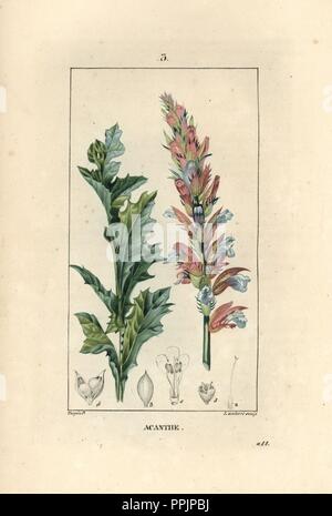 Bear's Fuß oder Oyster Pflanze, Acanthus Mollis. Papierkörbe Walze Kupferstich von Lambert aus einer Zeichnung von Pierre Jean-Francois Turpin von Chaumeton, Poiret et Chamberet "La Flore Medicale", Paris, Panckoucke, 1830. Turpin (17751840) war eine der drei Giganten der Französischen botanische kunst der Ära neben Pierre Joseph Redoute und Pancrace Bessa. Stockfoto