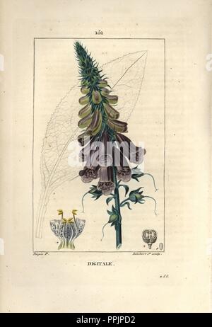 Purple Fingerhut, Digitalis purpurea. Papierkörbe Walze Kupferstich von Lambert Junior aus einer Zeichnung von Pierre Jean-Francois Turpin von Chaumeton, Poiret et Chamberet "La Flore Medicale", Paris, Panckoucke, 1830. Turpin (17751840) war eine der drei Giganten der Französischen botanische kunst der Ära neben Pierre Joseph Redoute und Pancrace Bessa. Stockfoto