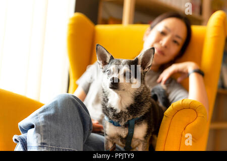 Frau sitzt auf einem gelben Couch mit schwarzer Chihuahua Hund an Kamera suchen Stockfoto