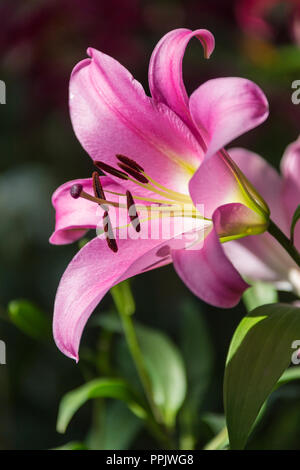 Zephyranthes Blume. Allgemeine Namen für Arten in dieser Gattung gehören fairy Lily, rainflower, Zephyr Lily, magic Lily, Atamasco Lily, und regen Lily Stockfoto