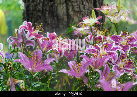 Zephyranthes Blume. Allgemeine Namen für Arten in dieser Gattung gehören fairy Lily, rainflower, Zephyr Lily, magic Lily, Atamasco Lily, und regen Lily Stockfoto
