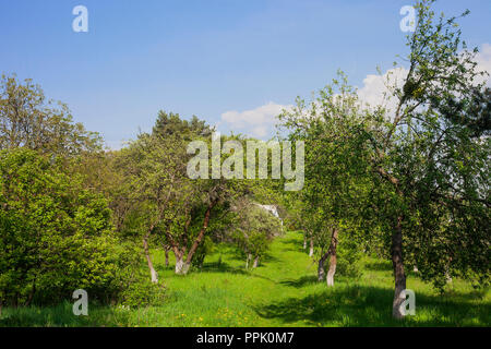 Sommer grünen Garten mit Obstbäumen und grünes Gras gegen den blauen Himmel. Sonnigen Licht Tag im Frühjahr leer Hinterhof und den Pfad zum Haus Stockfoto