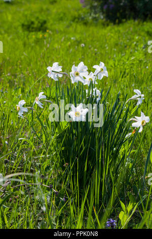 Narcissus poeticus oder pinkster lily white flowers in grüne Gras. Schönheit Dichter Narzisse in sonniger Tag Frühling Garten wachsenden Stockfoto