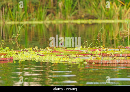 Jacana auf riesigen Seerosen im Amazonas Regenwald Stockfoto