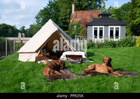 Zwei große Hunde auf Teppichen genießen Luxus Spannen in einem Canvas bell Zelt mit einem Tisch mit einer Flasche Scotch Whisky und Gläser. Stockfoto