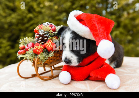 Lustige Welsh Corgi Pembroke Welpen in Santa Hut und neue Jahr Schlitten mit Geschenken Stockfoto