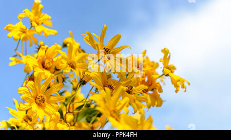 Bienen Nektar sammeln von gelben Blumen, in der Nähe Stockfoto