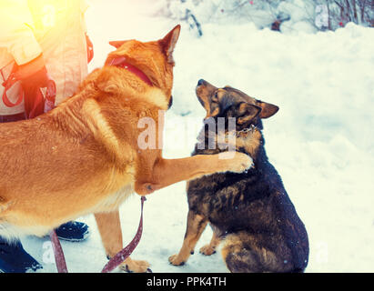 Eine Frau ist Laufen mit zwei Hunde im Winter Stockfoto