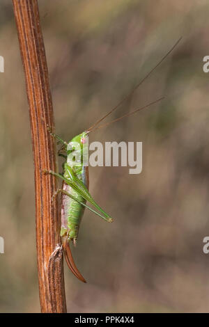 Kurz- geflügelte Pfeilspitze (Conocephalus dorsalis) Stockfoto