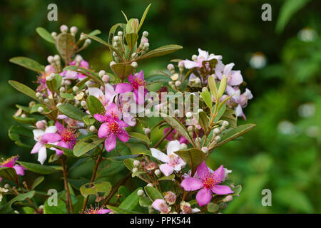 Tropische Blumen in den frühen Sonnenschein. Rhodomyrtus tomentosa Stockfoto