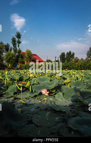 Überquerung eines der verschiedenen hölzernen Brücken zusammen mit Lotusblüten, die verschiedenen Haushalte, die auf Dal See leben zu verbinden. Stockfoto