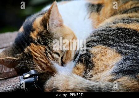 Calico Katze zusammengerollt Schlafen auf einer Tasche Stockfoto