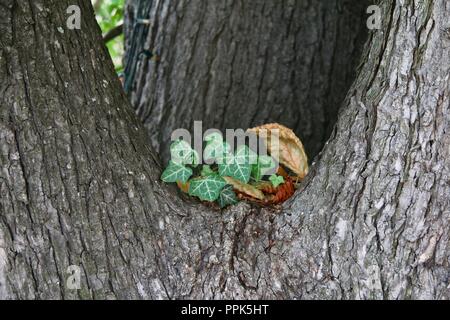 Efeu wächst in den Ast eines Baumes Stockfoto