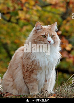 Norwegische Waldkatze männlichen sitzen draußen im Wald Stockfoto