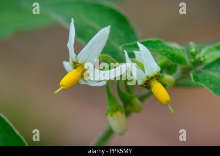 Schwarze Tollkirsche, Atropa belladonna. Blumen closeup Stockfoto