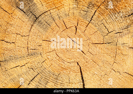 Textur von Kiefer close-up. Natürliche Holz- wallpaper Stockfoto