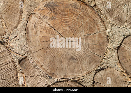 Alte hölzerne Stümpfe Textur close-up. Viele Stümpfe Stockfoto
