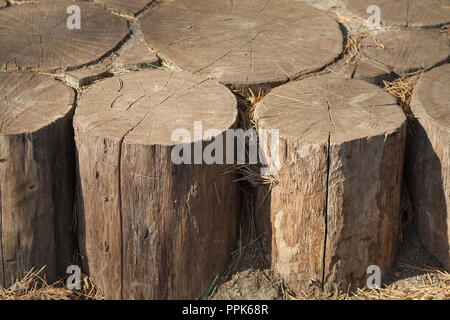 Alte hölzerne Stümpfe Textur close-up. Viele Stümpfe Stockfoto