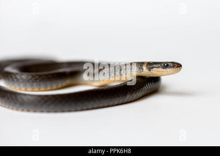 RING-NECKED SCHLANGE (DIADOPHIS PUNCTATUS) in der Nähe von Studio Stockfoto