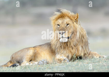 Löwe (Panthera leo), Stecker, Porträt, liegend auf der Savanne, Ngorongoro Conservation Area, Tansania. Stockfoto