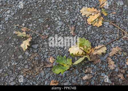 Eichenblätter unter den Herbstblättern fallen auf einem Kiesweg. Teile der Eiche als Heilpflanze verwendet. Schotterweg, öffentliches Wegrecht. Stockfoto