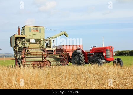 Veteran Ernte, Northumberland Stockfoto