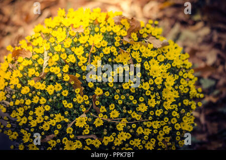 Gelbe chrysantheme Blumen auf das Grab während der Allerheiligen auf dem Friedhof Stockfoto